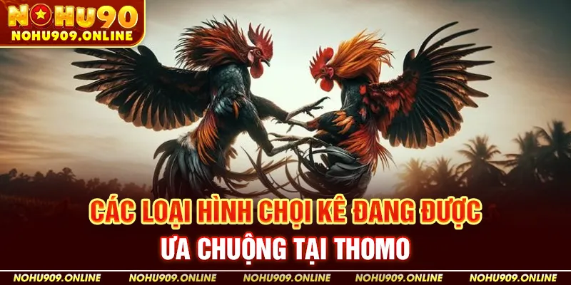 Các Loại Hình Chọi Kê Thomo Đang Được Ưa Chuộng Tại Nohu90