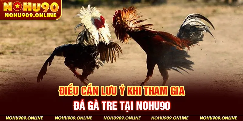 Điều Cần Lưu Ý Khi Tham Gia Đá Gà Tre Tại Nohu90