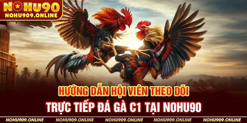 Hướng Dẫn Hội Viên Theo Dõi Trực Tiếp Đá Gà C1 Tại Nohu90