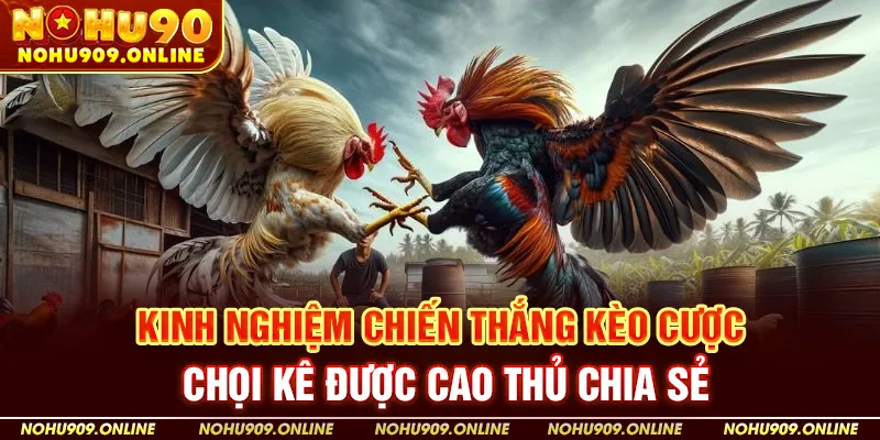 Kinh Nghiệm Chiến Thắng Kèo Cược Chọi Kê Được Cao Thủ Chia Sẻ