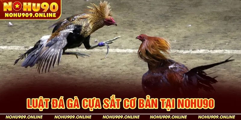 Luật Đá Gà Cựa Sắt Cơ Bản Tại Nohu90