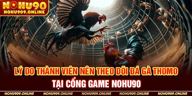 Lý Do Thành Viên Nên Theo Dõi Đá Gà Thomo Tại Cổng Game Nohu90