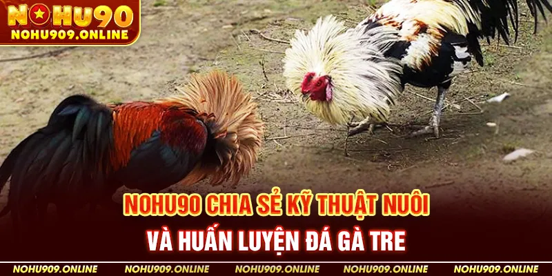 Nohu90 Chia Sẻ Kỹ Thuật Nuôi Và Huấn Luyện Đá Gà Tre