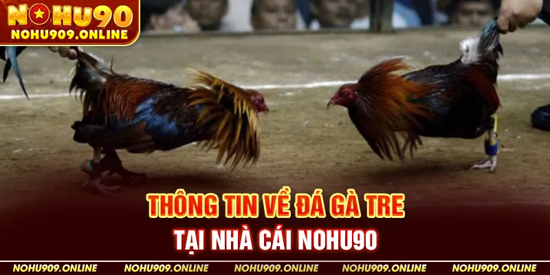 Thông Tin Về Đá Gà Tre Tại Nhà Cái nohu90